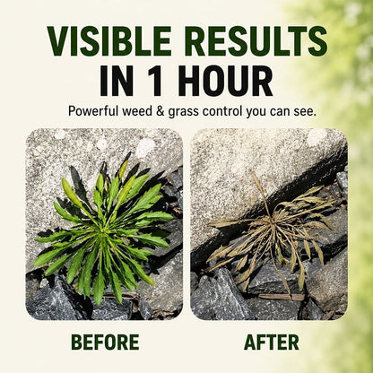 🌿🔥Fast-acting Natural Weed & Grass Killer Spray