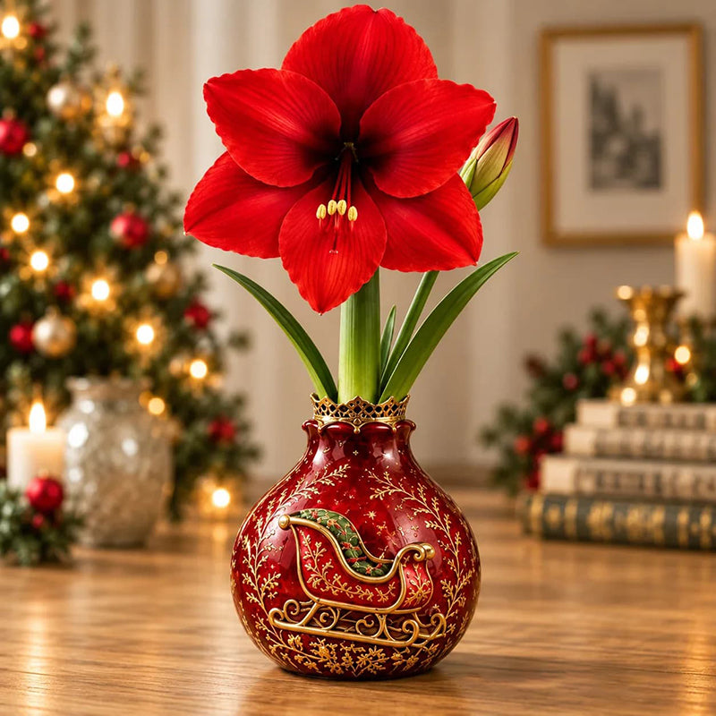 🎄🌺 Holiday Waxed Amaryllis Bulbs – No Soil, No Water, Just Watch Them Bloom