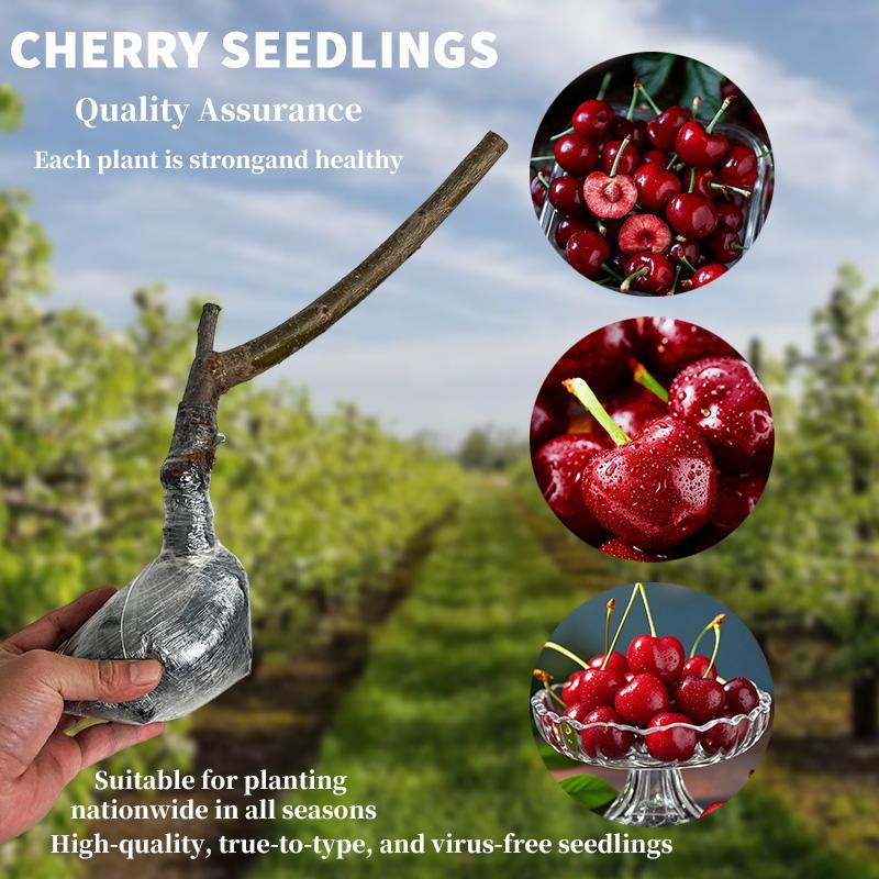 🔥Summer Special Sale🍒Cherry Seedlings, Ready - to - Plant for Home Garden（90% survival rate）🌱 - stavogue