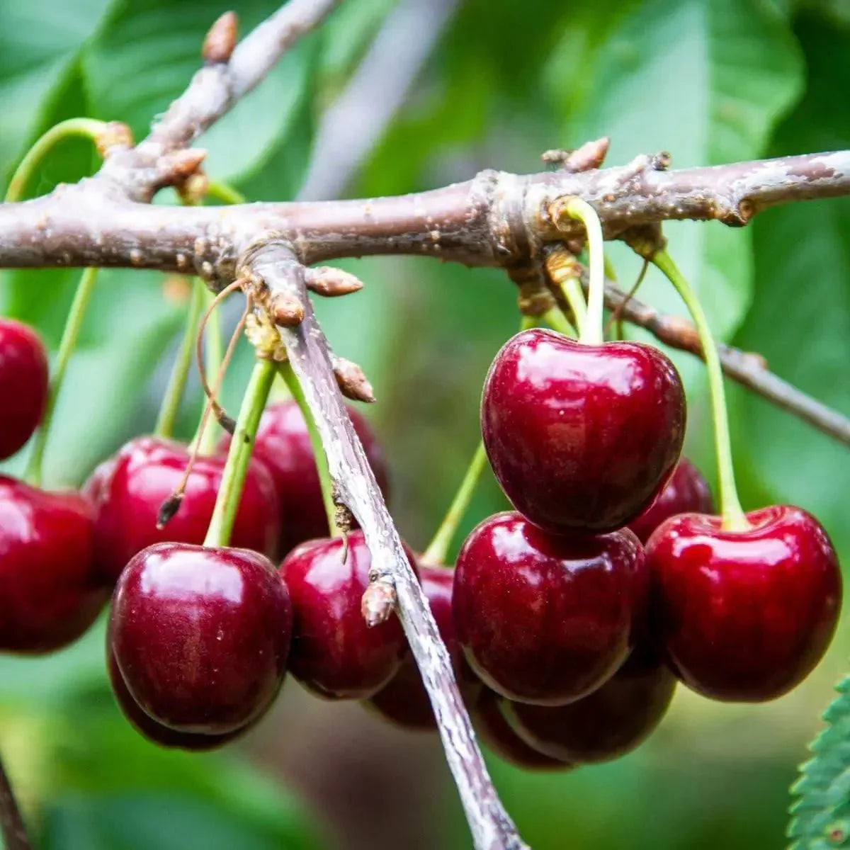🔥Summer Special Sale🍒Cherry Seedlings, Ready - to - Plant for Home Garden（90% survival rate）🌱 - stavogue
