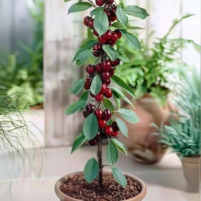 🔥Summer Special Sale🍒Cherry Seedlings, Ready - to - Plant for Home Garden（90% survival rate）🌱 - stavogue